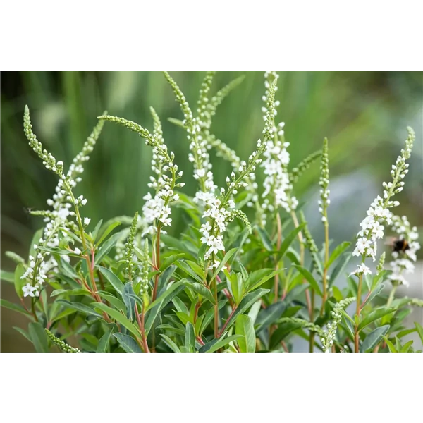 Lysimachia Autumn Snow - Lizinka Cs14