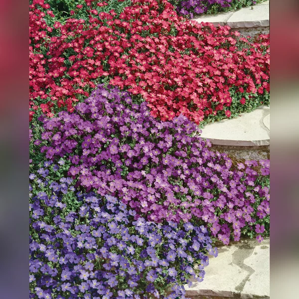 Aubrieta hybrida - Pázsitviola D12