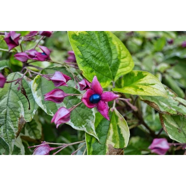 Clerodendrum trichotomum 'Variegatum' - Kései végzetfa
