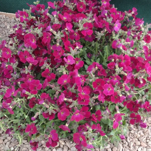 Aubrieta cultorum Regado Red Pázsitviola  CS9