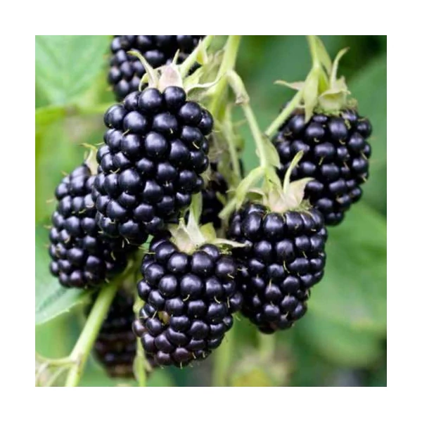 Rubus fruticosus 'Loch Ness' - Aromás, ízletes fekete szeder K2 40/50