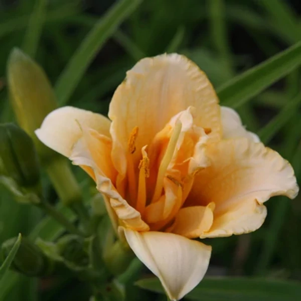Hemerocallis Longfields Kitten - Sásliliom CS14