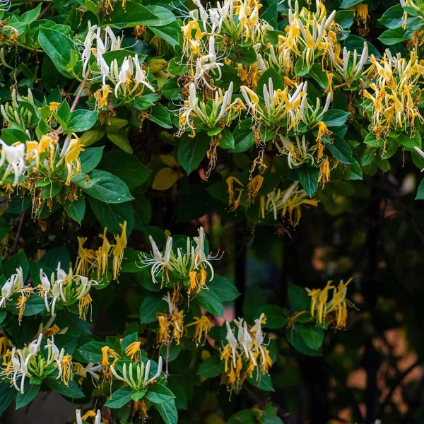 Lonicera japonica 'Halliana' - Japán futólonc sárga fehér P15 40-60