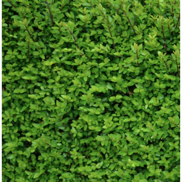 Lonicera Elegant - Örökzöld mirtuszlonc CS14