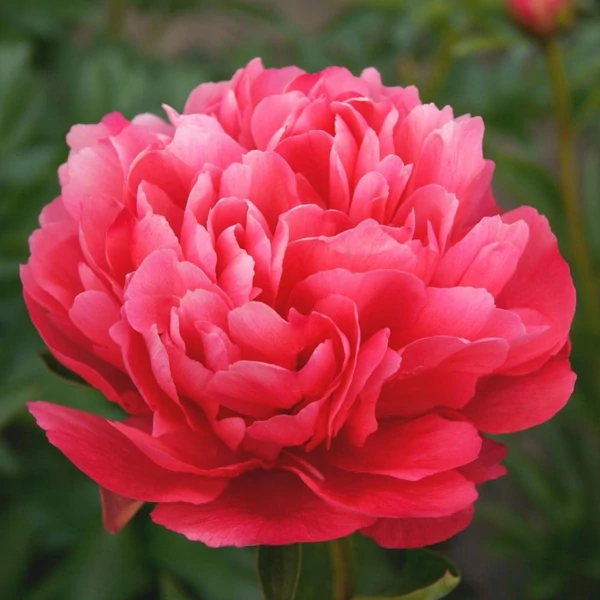 Paeonia lactiflora Lorelei- lágyszárú bazsarózsa 3L