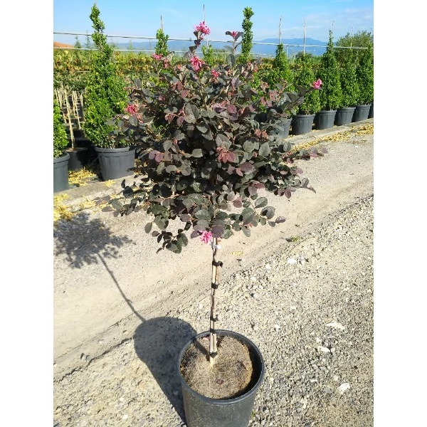 Loropetalum chinesis 'Fede' - Kínai rojtosvirág 1/2 standard C30 70/80