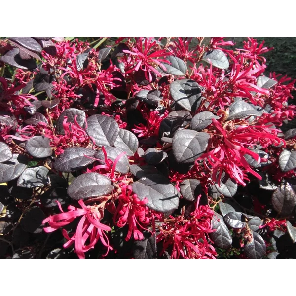 Loropetalum chinense - Kínai rojtos virág bokor C3