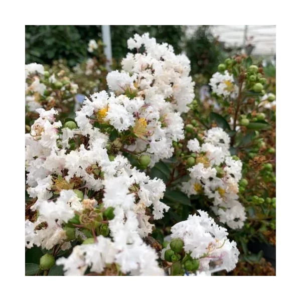 Lagerstroemia indica With Love Virgin - Kínai selyem mirtusz bokor K30/50