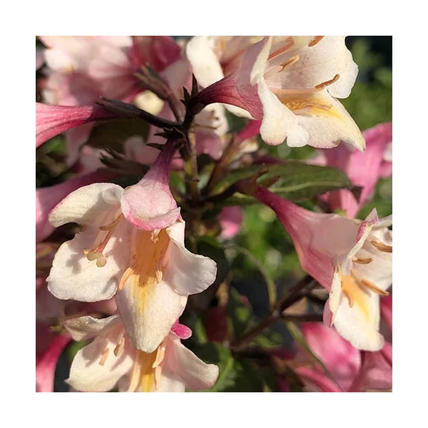 Weigela 'Vintage Love' - Törpe rózsalonc  K4,5 20-40