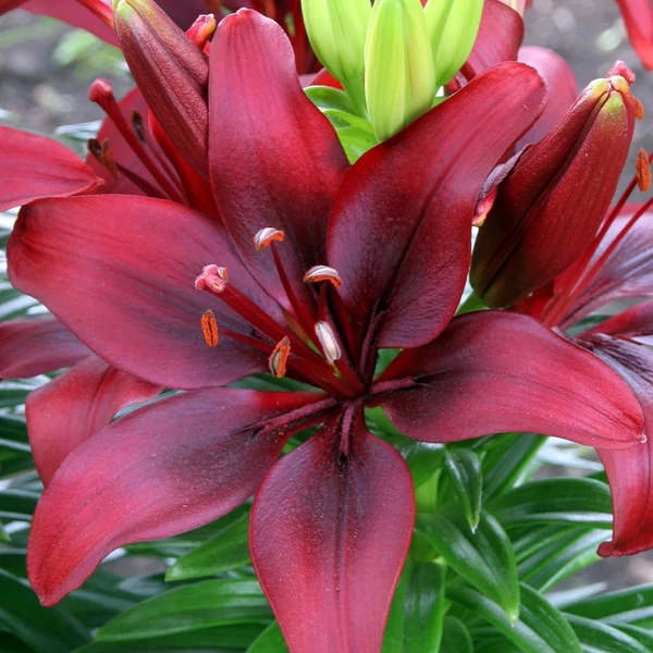 Lilium Asiatic Happy Love Cs14