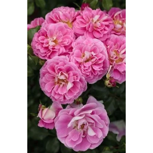 Rosa Lovely Pink - Talajtakaró rózsa K1,5