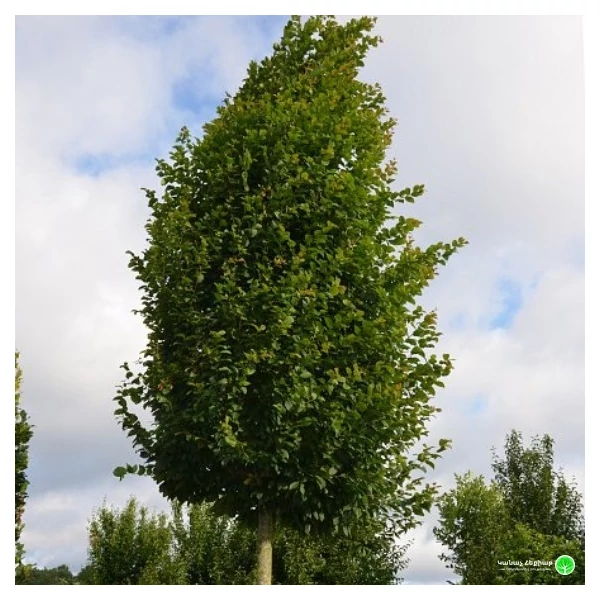 Carpinus betulus 'Lucas' - Oszlopos gyertyán K25 250/300 10/12