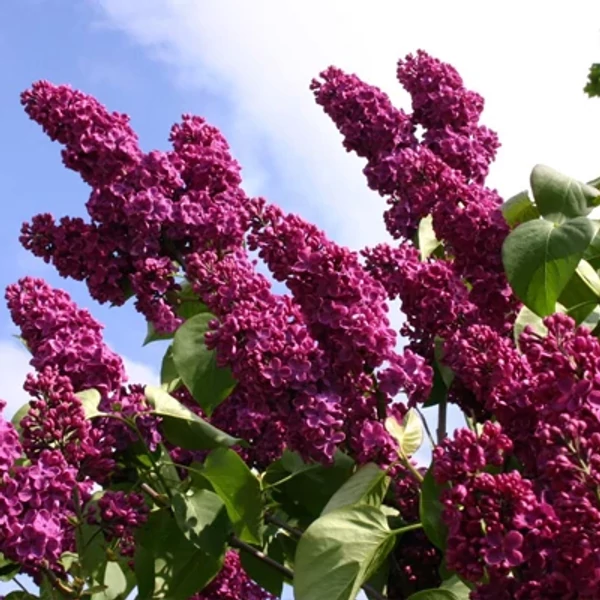 Syringa vulgaris Andenken an Ludwig Spath - Bíborpiros orgona K5l 40/60