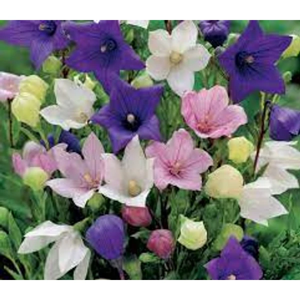 Platycodon grandiflorus - Léggömbvirág CS12