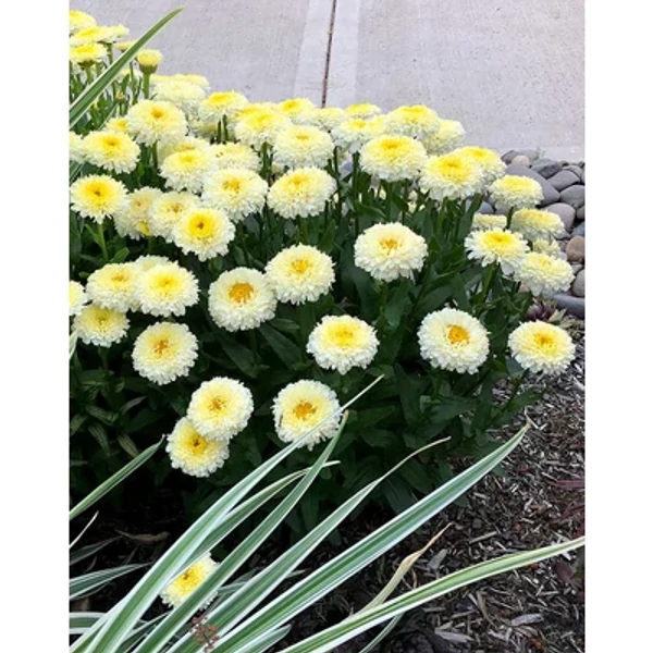 Leucanthemum-Luna Margaréta CS14