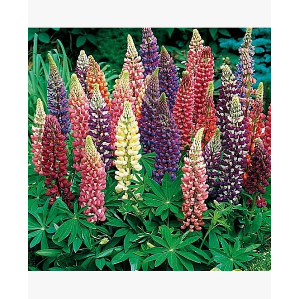 Lupinus - Csillagfürt Cs14