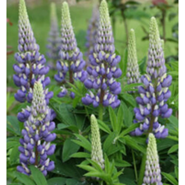 Lupinus 'The Governor' - Csillagfürt CS14