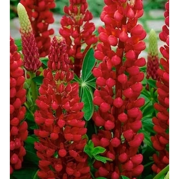 Lupinus The Pages - Csillagfürt CS14