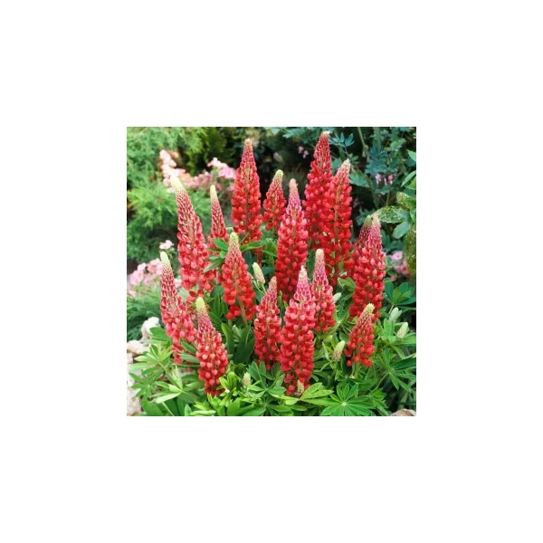 Lupinus Gallery Red Csillagfürt CS14