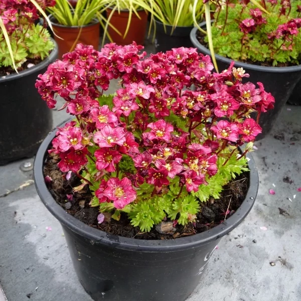 Saxifrag arendsii Luschtinetz  Kőtörőfű CS9