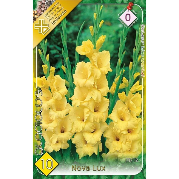 Kardvirág Gladiolus Nova Lux 10db/cs