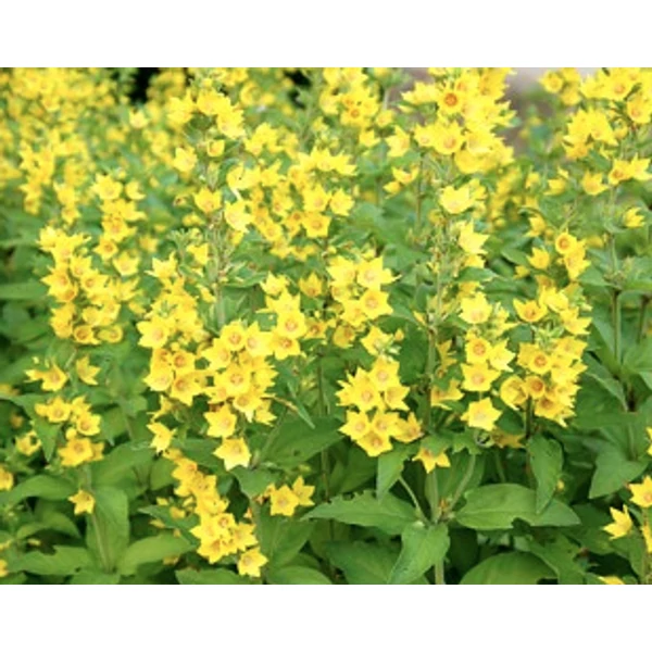 Lysimachia punctata 'Hometown Hero' - Pettyegetett lizinka CS14
