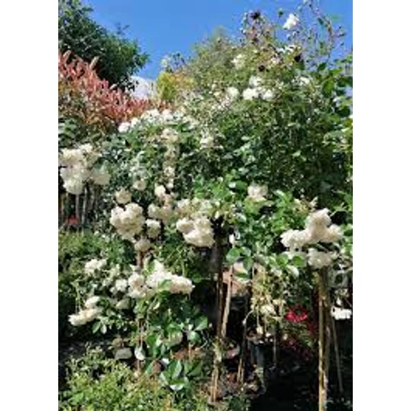 Rosa TM - Magastörzsű rózsa csüngő  K10 TM125/150