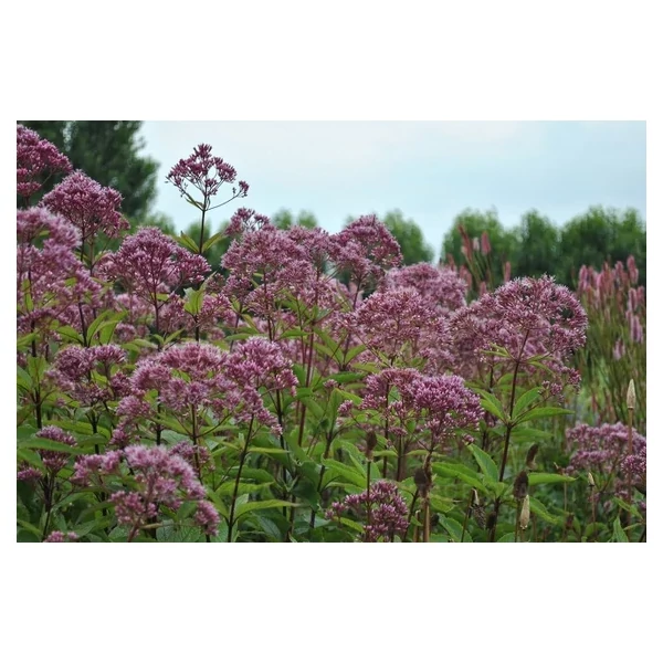 Eupatorium maculatum Atropureum – Sédkender CS14