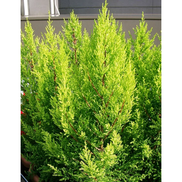 Cupressus macrocarpa 'Goldcrest' - Monterey ciprus - CS14