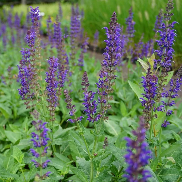Salvia nemorosa Mainacht Ligeti zsálya CS9