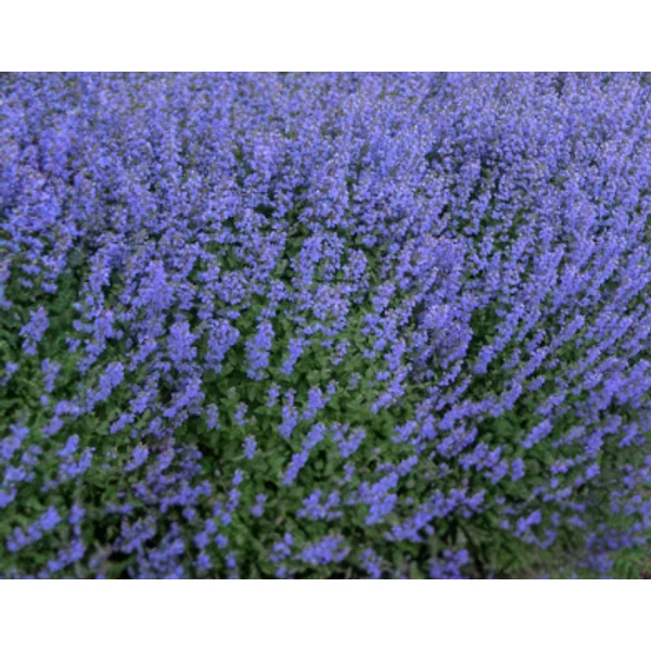 Nepeta x faassenii Purrsian Blue - Macskamenta CS14