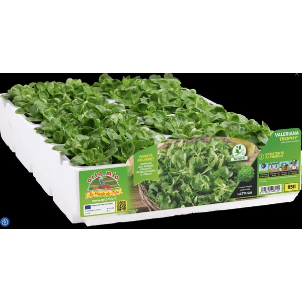 Palánta pakk madársaláta Trophy 9db/pakk