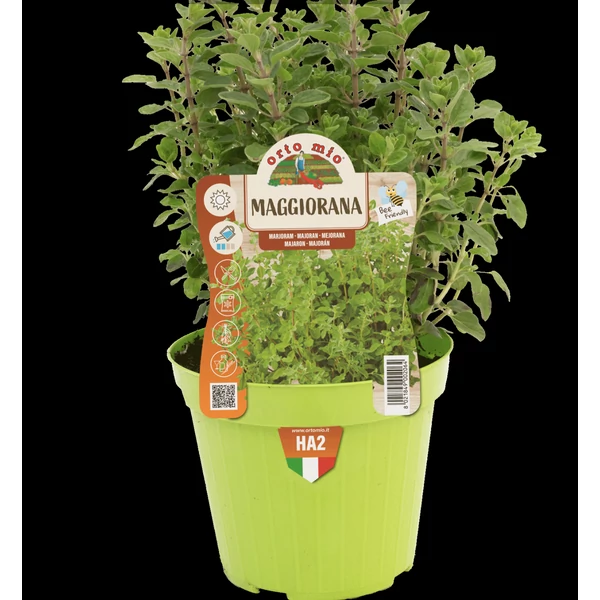 Fűszernövény majoránna Prémium palánta CS14