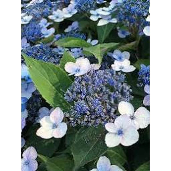 Hydrangea serrata 'Magic Pillow' K3 - Érdeslevelű hortenzia K2 20-40