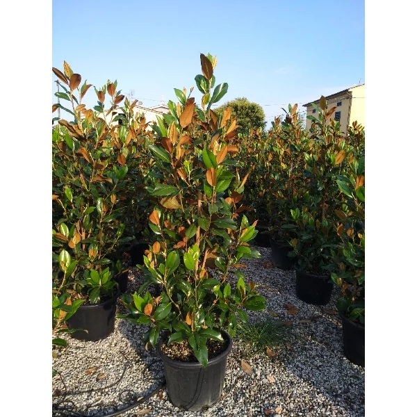 Magnolia grandiflora Gallisoniensis - Örökzöld magnólia C285 300/350