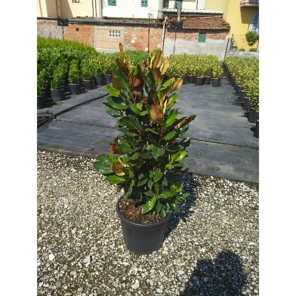 Magnolia grandiflora Little Gem - Örökzöld magnólia C18 80/100