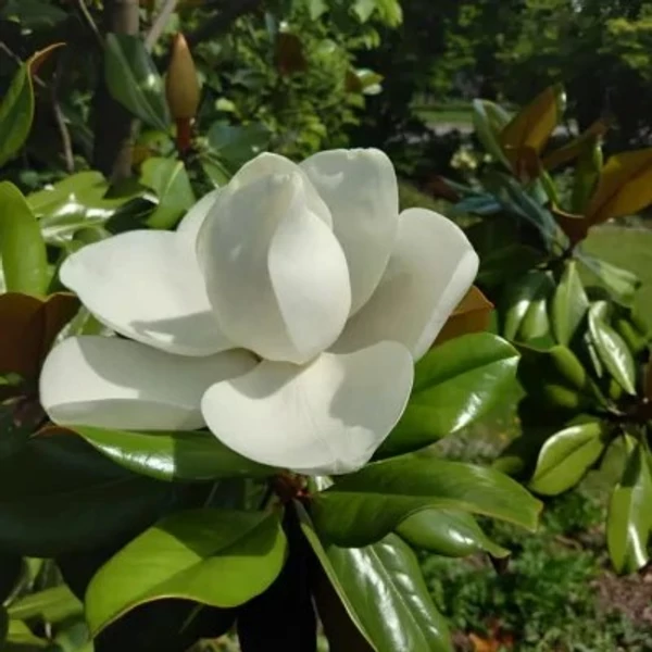 Magnolia grandiflora 'Blanchard' – Örökzöld liliomfa 50/60