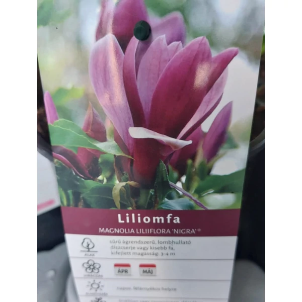 Magnolia liliflora mix - Liliomfa Konifer