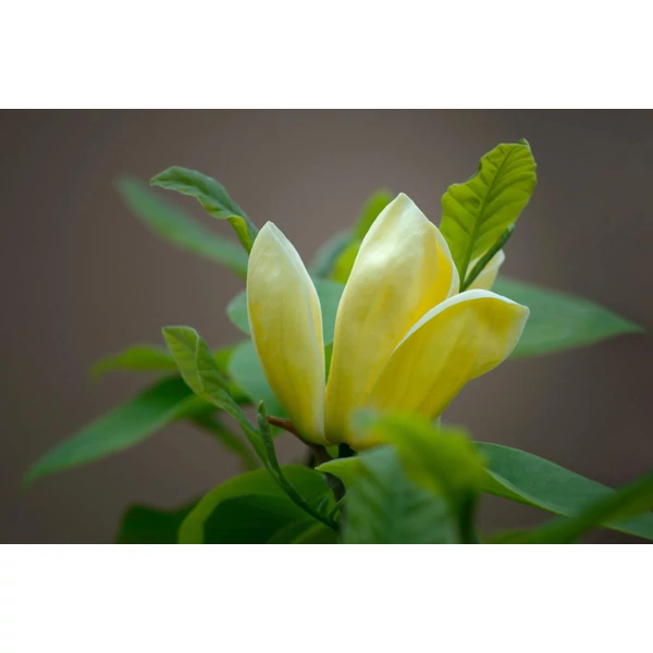 Magnolia ‘Elizabeth’ – Sárga virágú magnólia K7,5 80/100