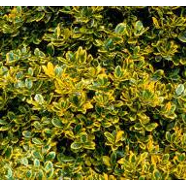 Ilex altaclerensis 'Golden King' - Sárga levélszélű magyal K3 T50