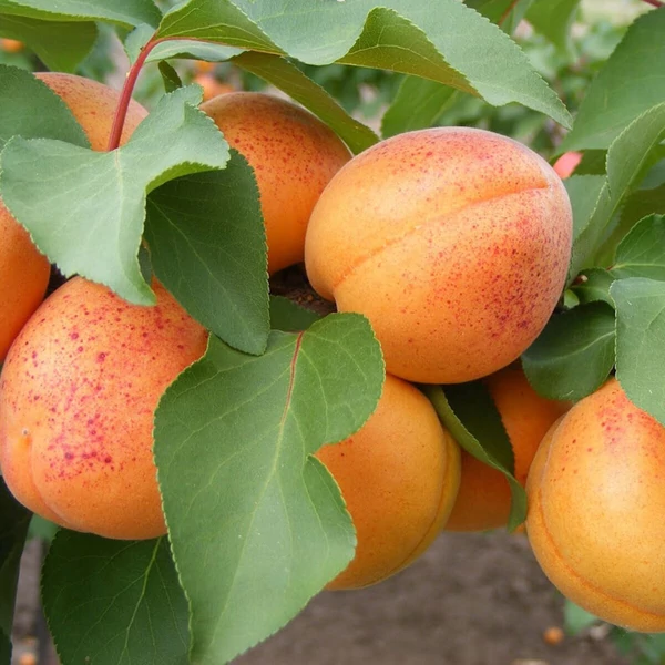 Gyümölcsfa Magyar kajszibarack K9 150/200