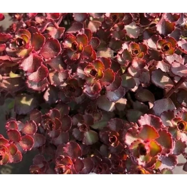 Sedum spurium Mahogany Red - Varjúháj CS9