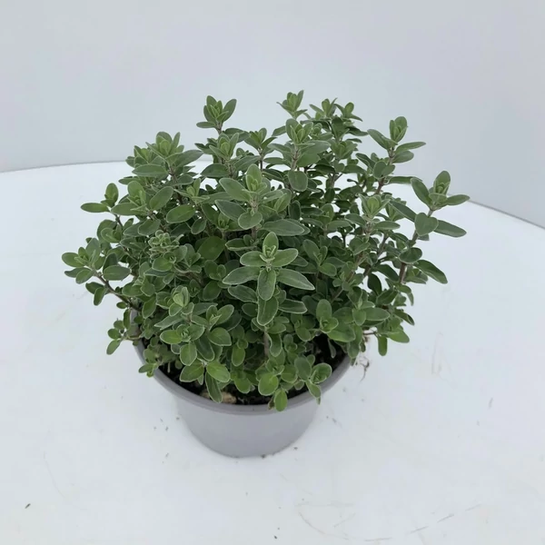 Fűszernövény - Majoranna CS14