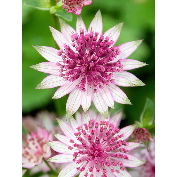 Astrantia major Roma Völgycsillag