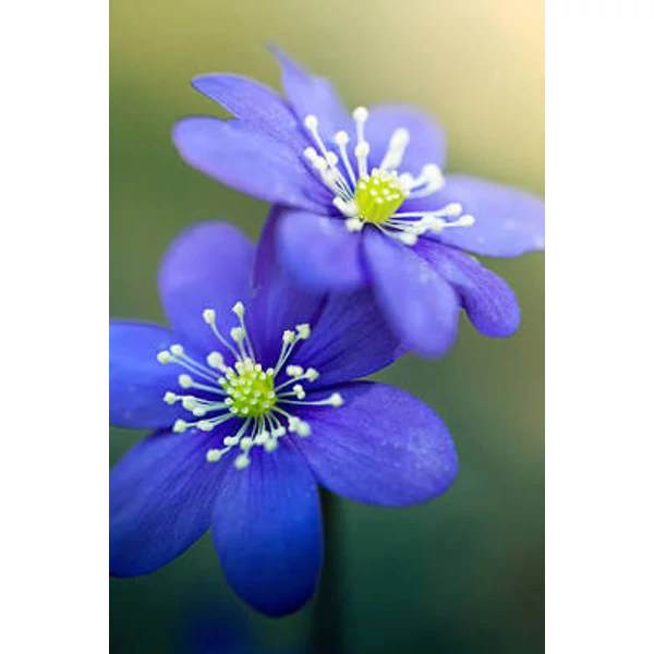 Hepatica nobilis - Nemes májvirág CS9