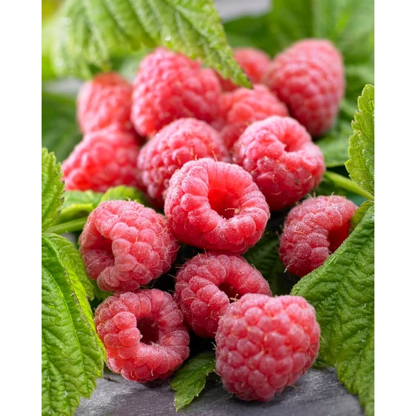 Rubus idaeus Malling Promise - Korai ízletes málna K2 30/50