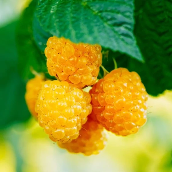 Rubus idaeus Golden Queen - Sárga bőtermő málna K2 30/50