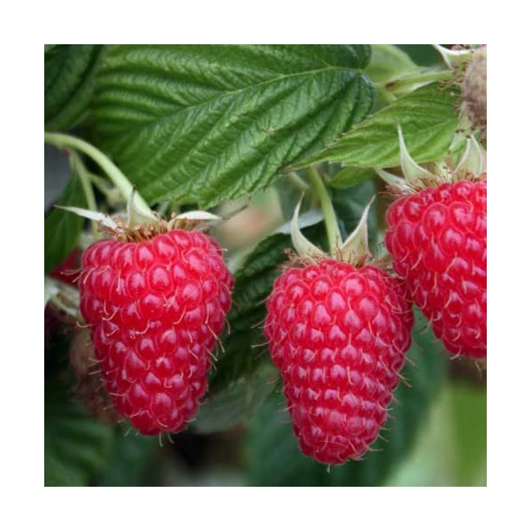 Rubus idaeus Autumn Bliss - Folytontermő málna K2 30/50