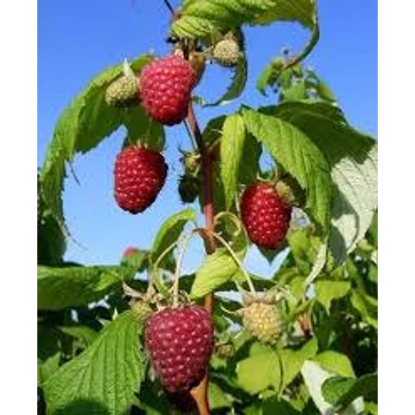 Málnavessző Folytontermő