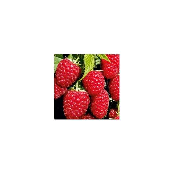 Málnavessző Fertődi Zamatos